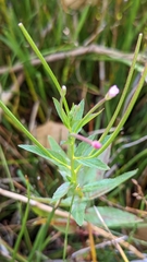 Epilobium glandulosum