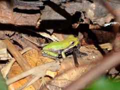 Hyla femoralis