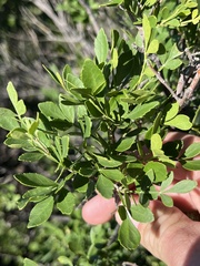 Fraxinus greggii