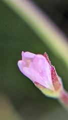 Epilobium glandulosum