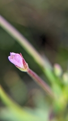 Epilobium glandulosum