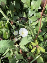 Convolvulus crenatifolius