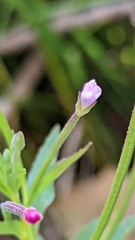 Epilobium glandulosum