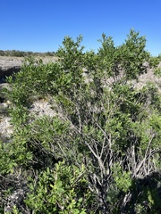 Fraxinus greggii