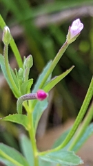 Epilobium glandulosum