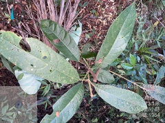 Turpinia formosana