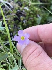 Oxalis drummondii