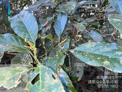 Turpinia formosana