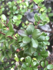 Arctostaphylos nummularia