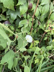 Convolvulus crenatifolius
