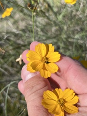Thelesperma simplicifolium