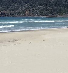 Thinornis cucullatus