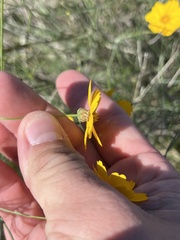Thelesperma simplicifolium