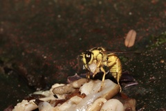 Vespa bicolor