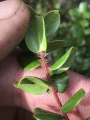 Arctostaphylos nummularia