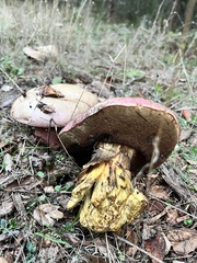 Rubroboletus eastwoodiae