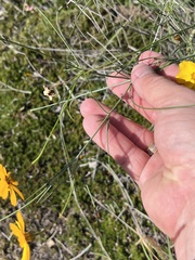 Thelesperma simplicifolium