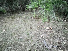 Rubroboletus eastwoodiae