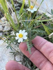 Melampodium cinereum