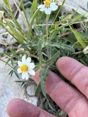 Melampodium cinereum