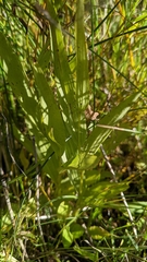 Epipactis gigantea