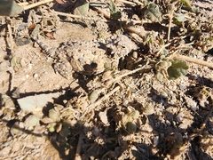 Phrynosoma platyrhinos