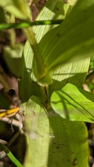 Epipactis gigantea