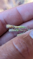 Brickellia microphylla