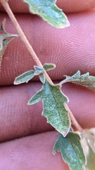 Brickellia microphylla
