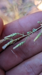 Brickellia microphylla