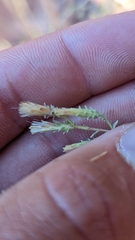 Brickellia microphylla