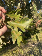 Quercus alba