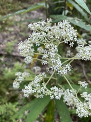 Astrotricha floccosa