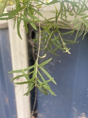 Melaleuca linariifolia