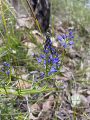 Comesperma ciliatum