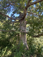 Quercus alba