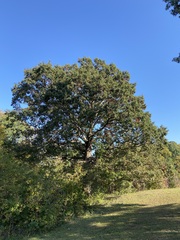 Quercus alba