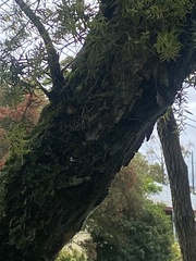 Melaleuca linariifolia