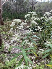 Astrotricha floccosa