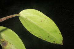 Peperomia maculosa