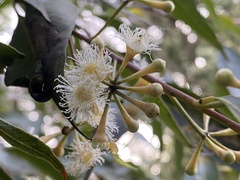 Eucalyptus piperita