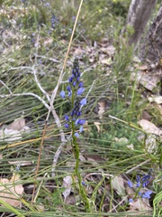 Comesperma ciliatum