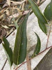 Eucalyptus piperita