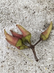 Eucalyptus piperita
