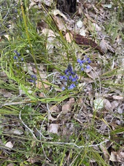 Comesperma ciliatum