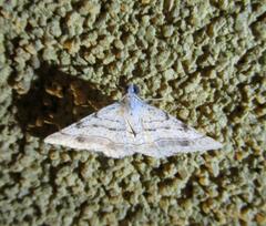 Frederickia subterminata