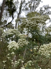 Ozothamnus diosmifolius