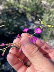 Cyphomeris gypsophiloides