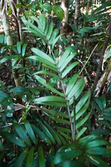 Dypsis concinna