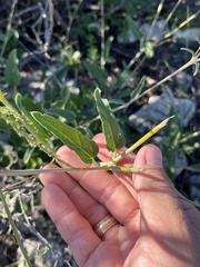 Cyphomeris gypsophiloides